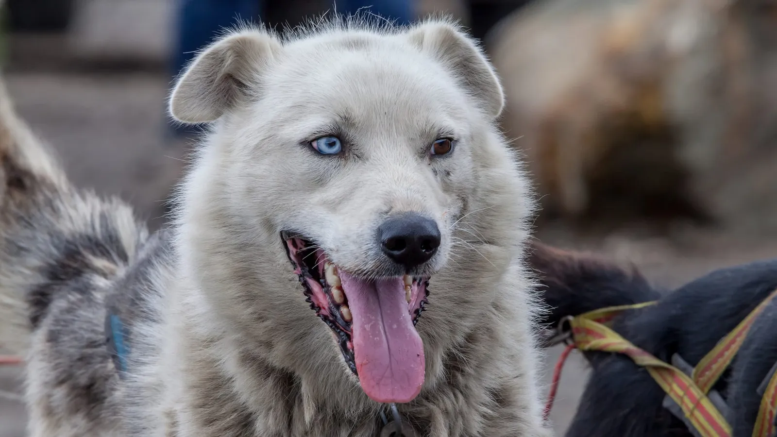 A pale grey husky with one blue eye and one brown eye, panting happily with its tongue out