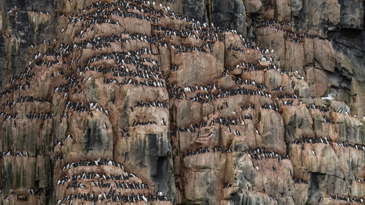 Thousands of black-and-white seabirds packed onto the narrow ledges of a towering cliff face