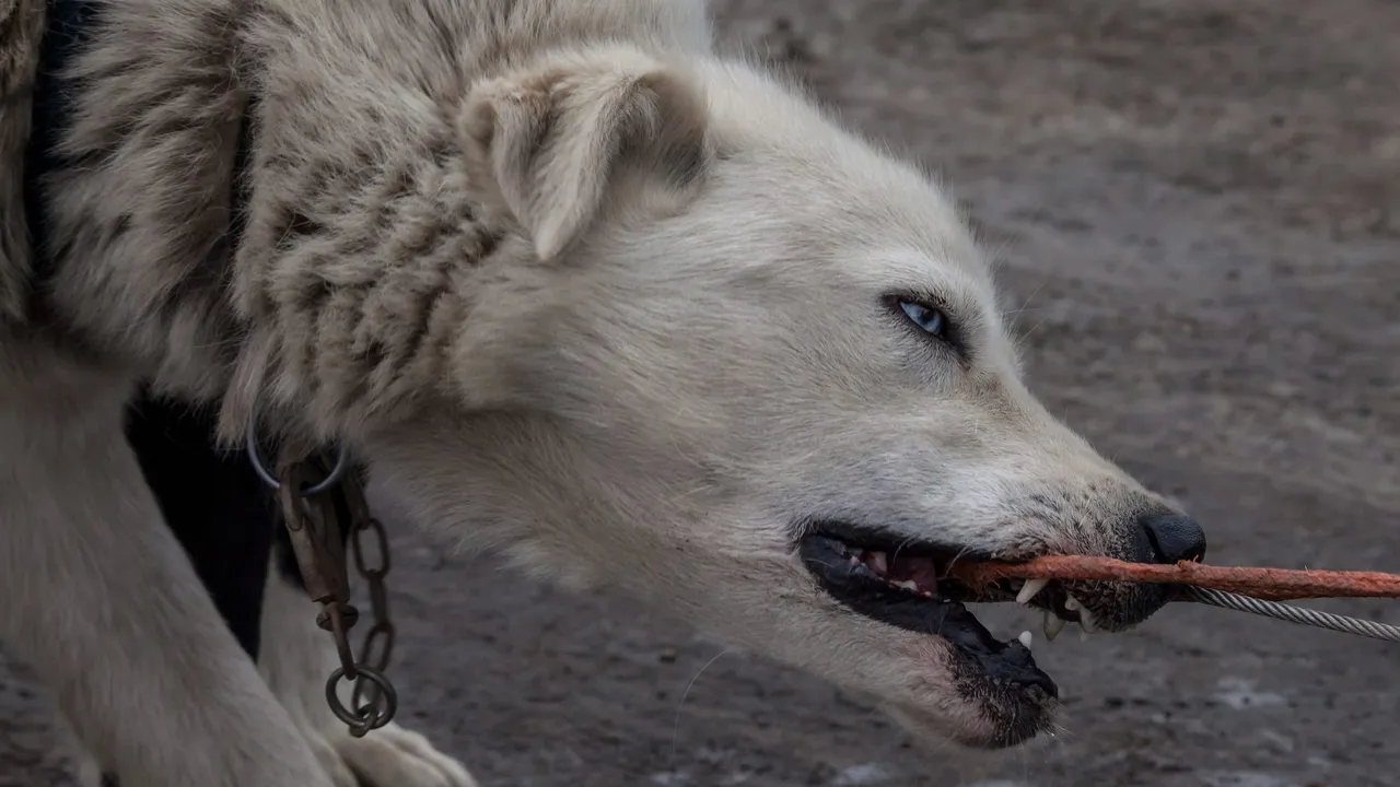 A husky with pale fur and blue eyes biting the cable it is harnessed to, eager to set off