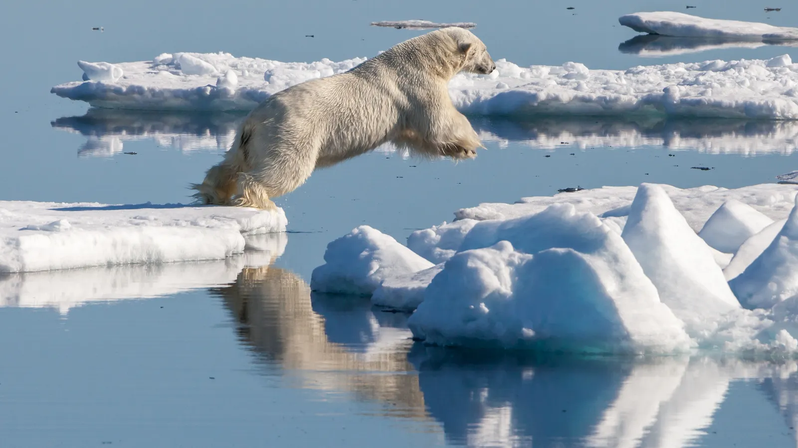A polar bear in mid-leap between two ice floes over calm blue water