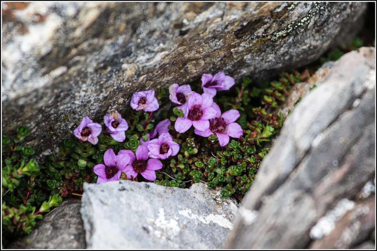 A cluster of small purple flowers growing between grey rocks