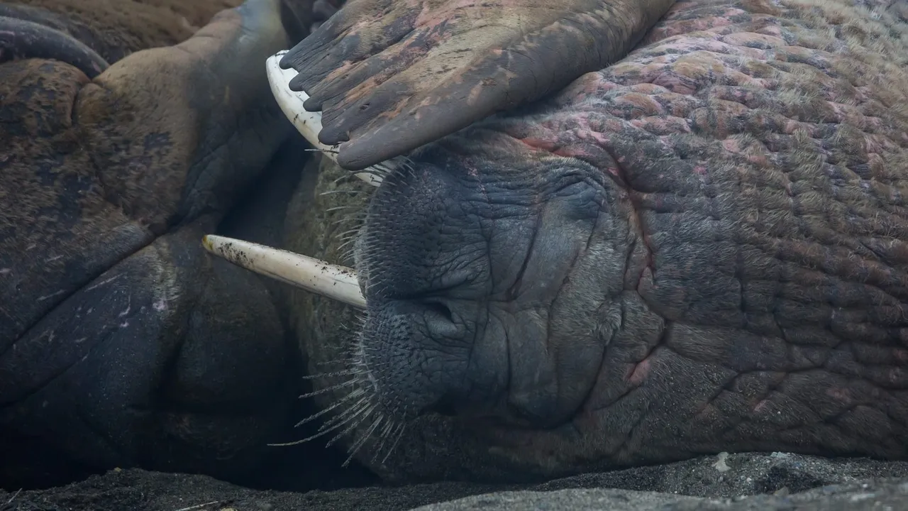 Close-up of resting walruses lying on top of each other, one with long white tusks, their wrinkled skin pink and brown