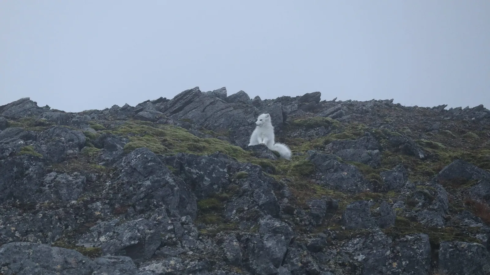 A white Arctic fox sitting on a rocky, moss-covered ridge against a pale grey sky