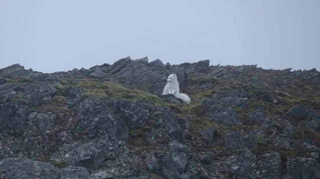 A white Arctic fox sitting on a rocky, moss-covered ridge against a pale grey sky